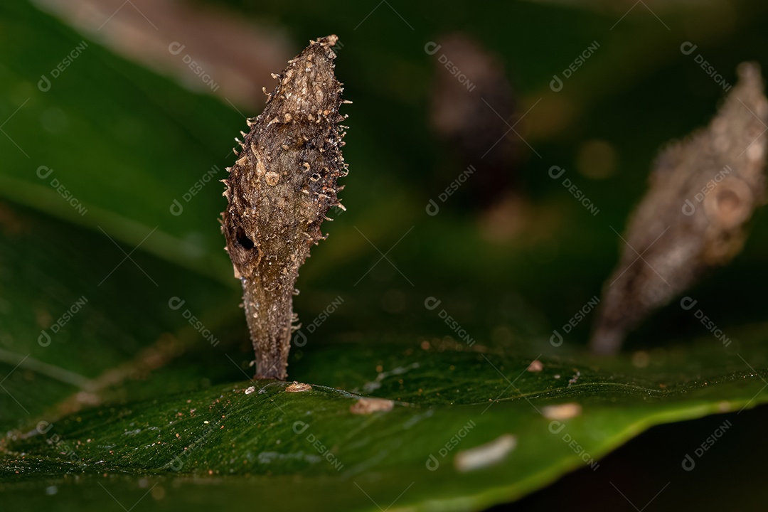 Galhas em uma folha de uma árvore dicotiledônea