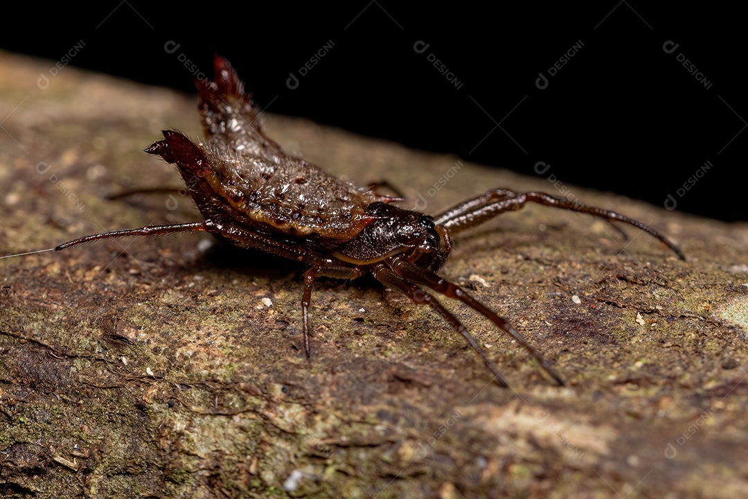 Pequena aranha tecelã fêmea da espécie Micrathena plana