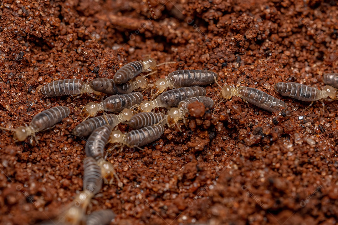 Pequenos cupins superiores da família Termitidae