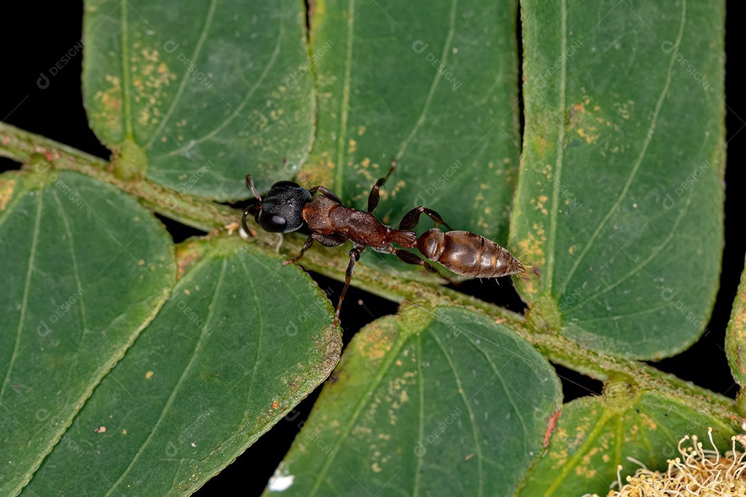 Formiga de galho fêmea adulta do gênero Pseudomyrmex