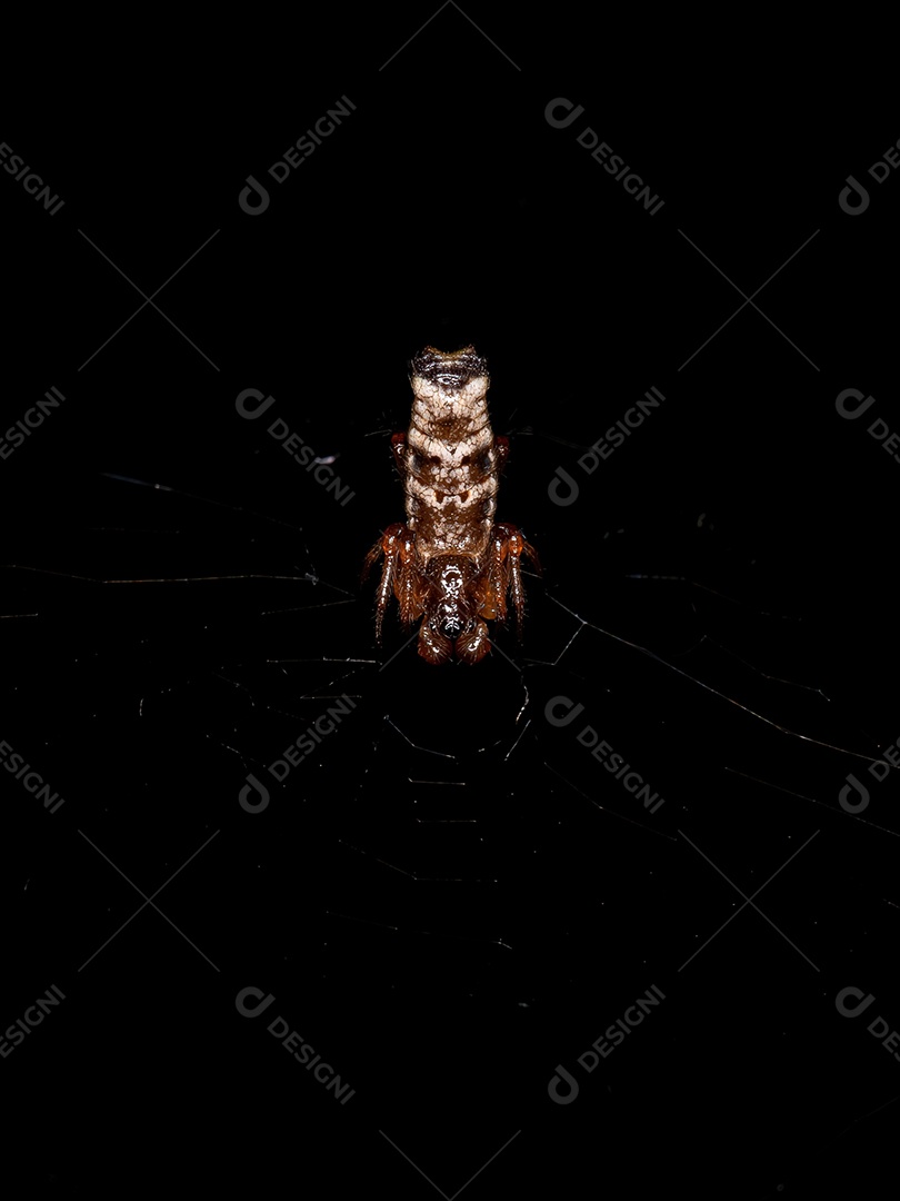 Aranha Orbweaver macho pequena do gênero Micrathena