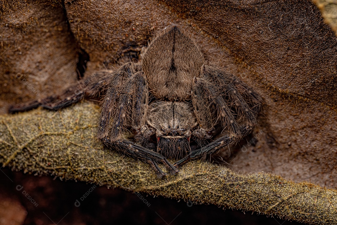 Aranha caçadora adulta do gênero Polybetes