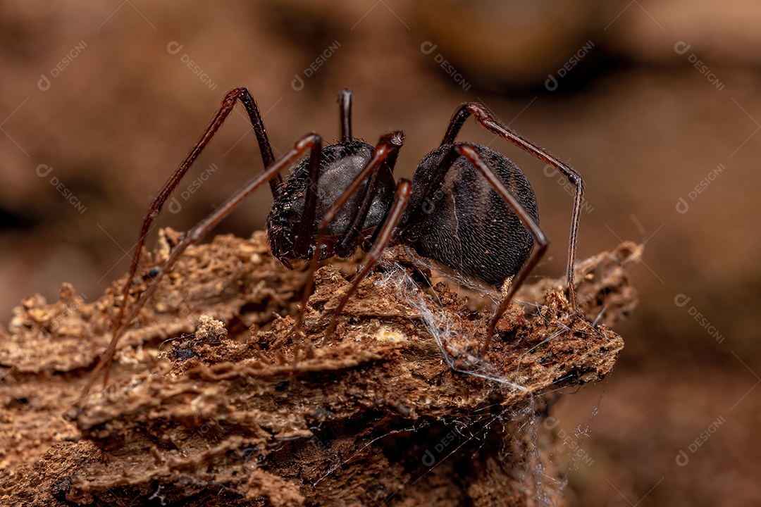 Aranha Cuspidora Marrom Macho Adulto do gênero Scytodes