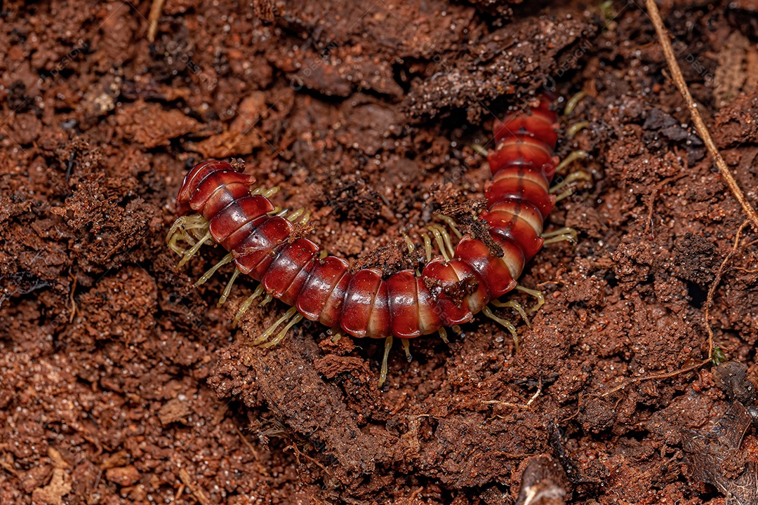 Milípede de dorso plano vermelho da família Chelodesmidae