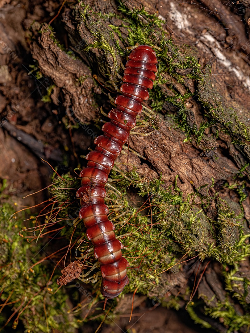 Milípede de dorso plano vermelho da família Chelodesmidae
