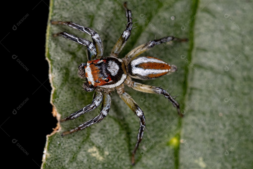 Aranha saltadora macho adulto do gênero Chira