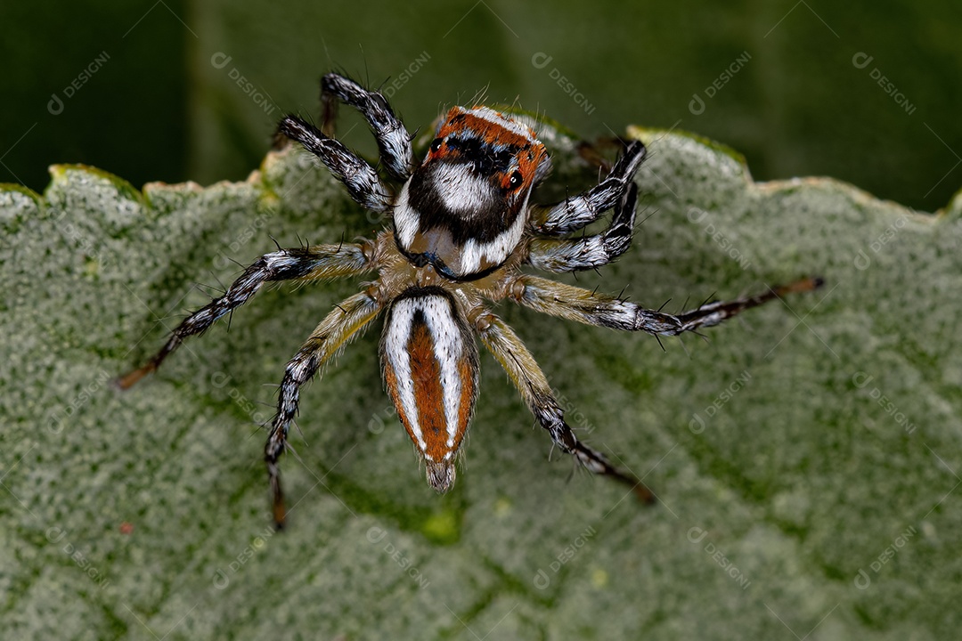 Aranha saltadora macho adulto do gênero Chira