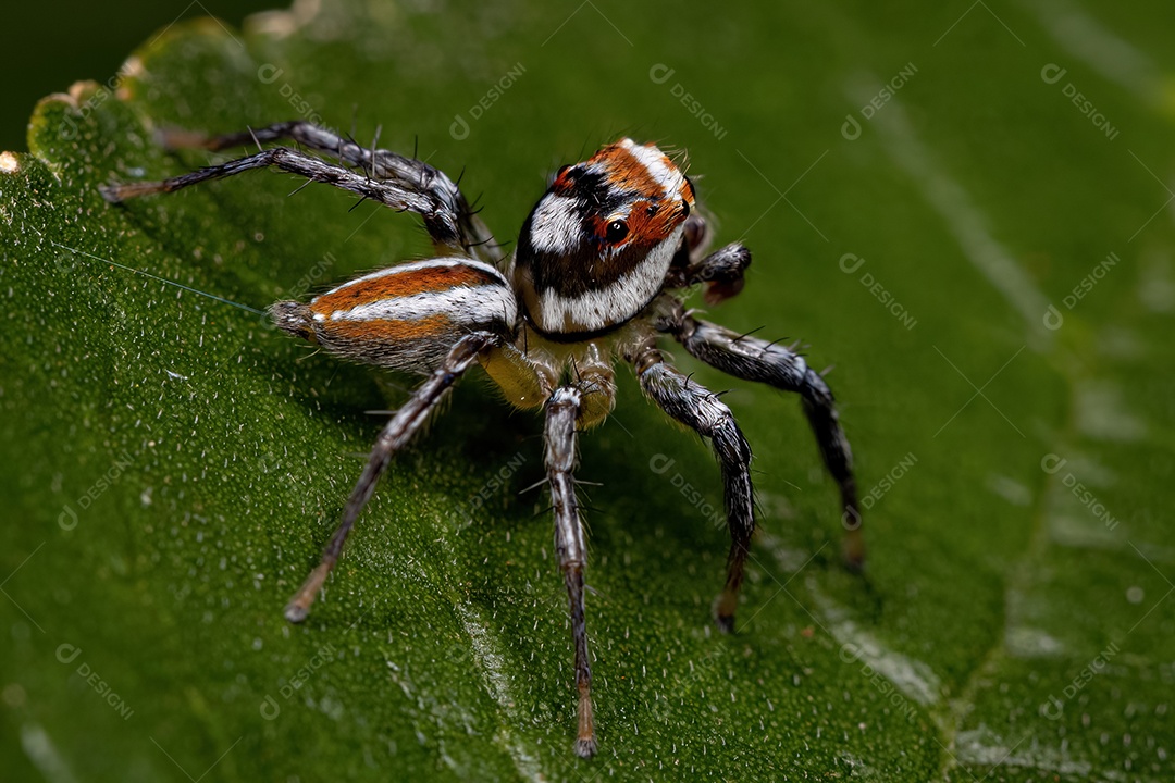 Aranha saltadora macho adulto do gênero Chira