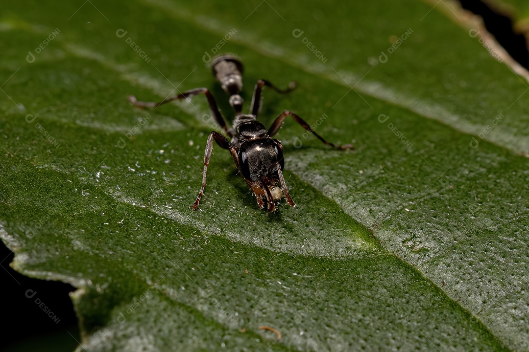 Formiga de galho fêmea adulta do gênero Pseudomyrmex.