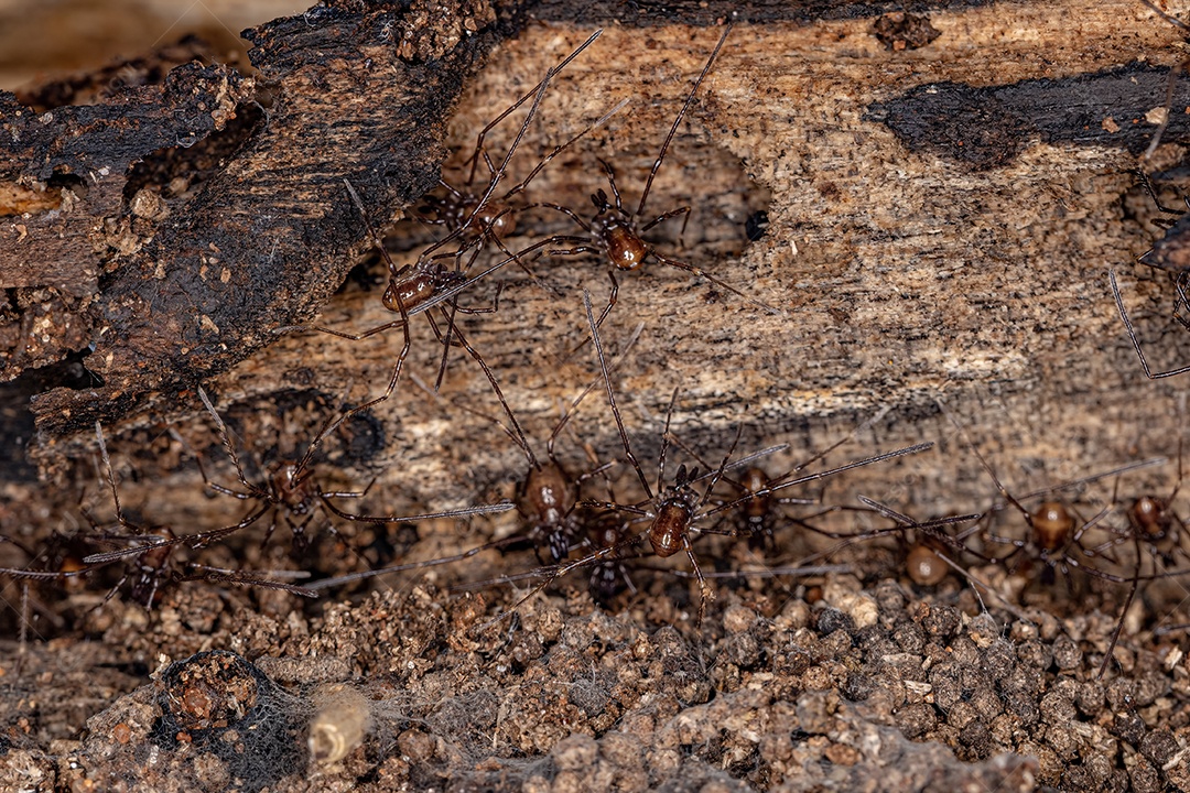 Pequenos Operários Goniléptidos Juvenis do Gênero Discocyrtanus.