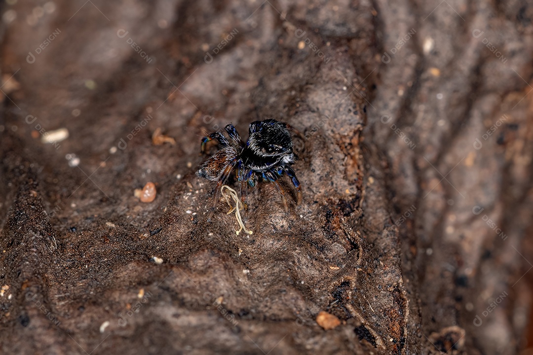 Aranha saltadora macho adulto da tribo Euophryini