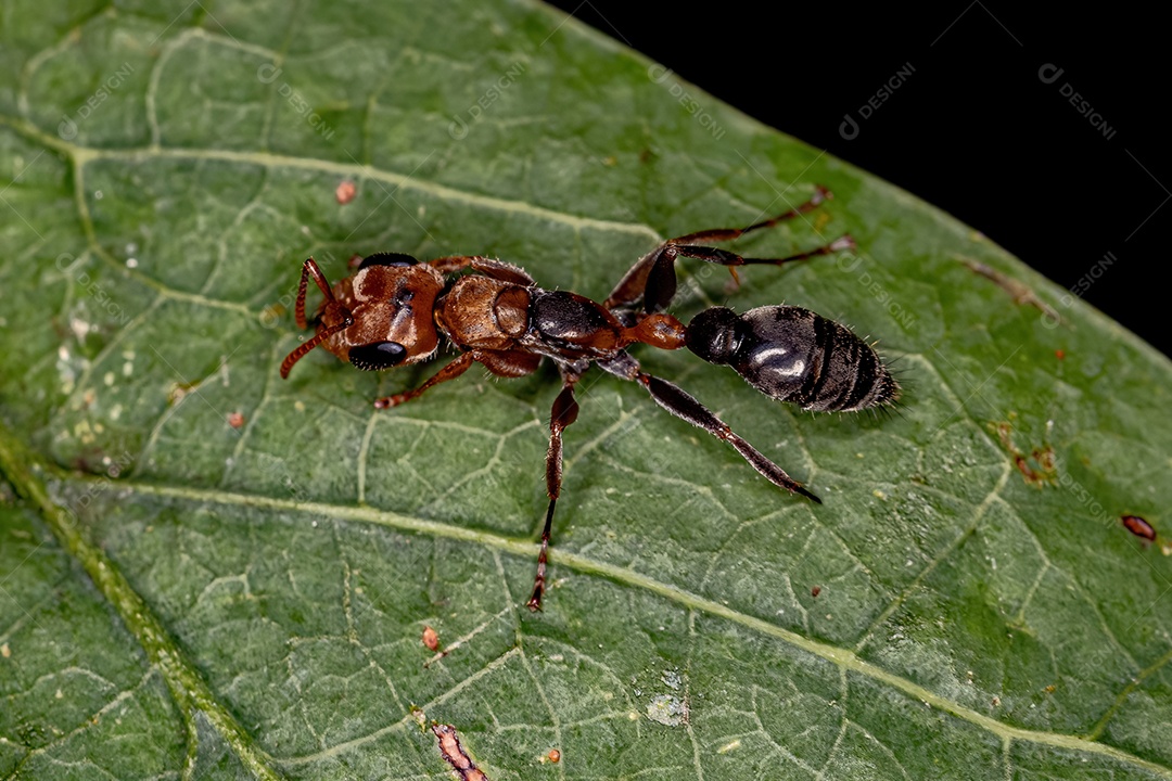 Formiga de galho fêmea adulta do gênero Pseudomyrmex
