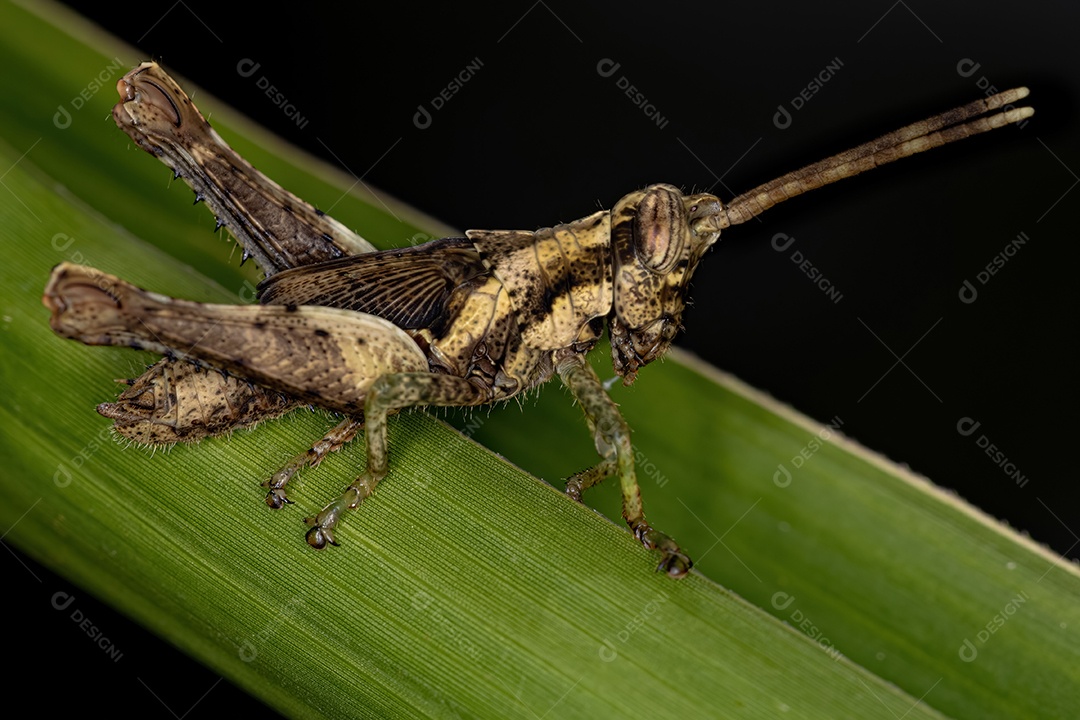 Ninfa Gafanhoto de Chifres Curtos da Tribo Abracrini