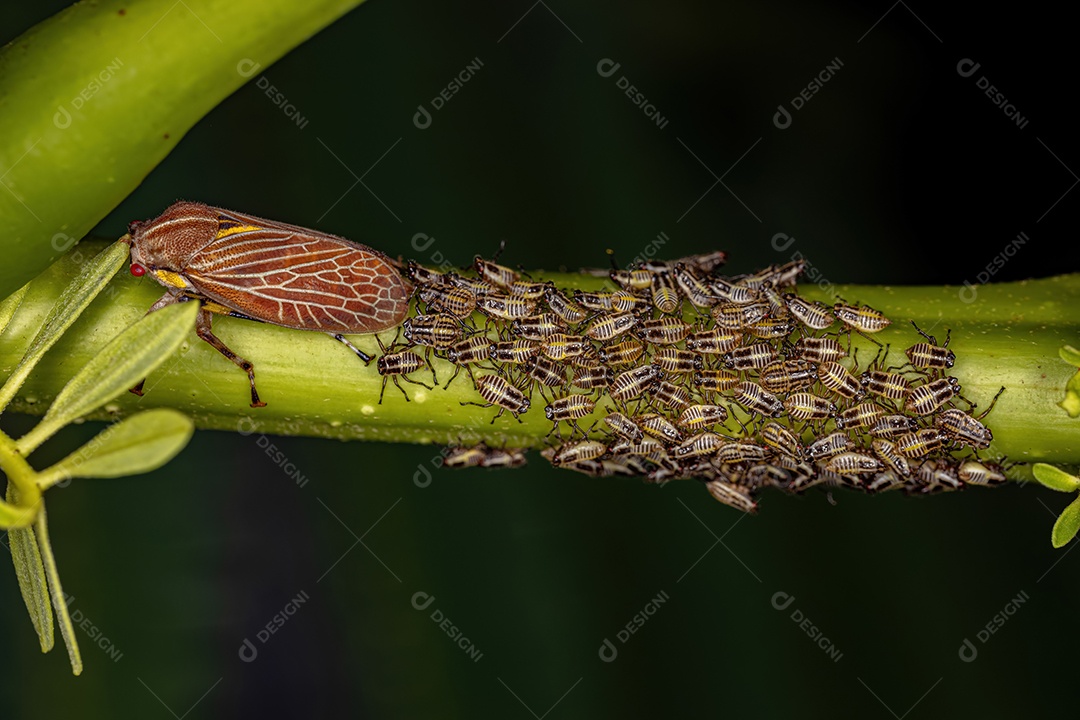 Aetalionid Treehopper adulto da espécie Aetalion reticulatum com ninfas