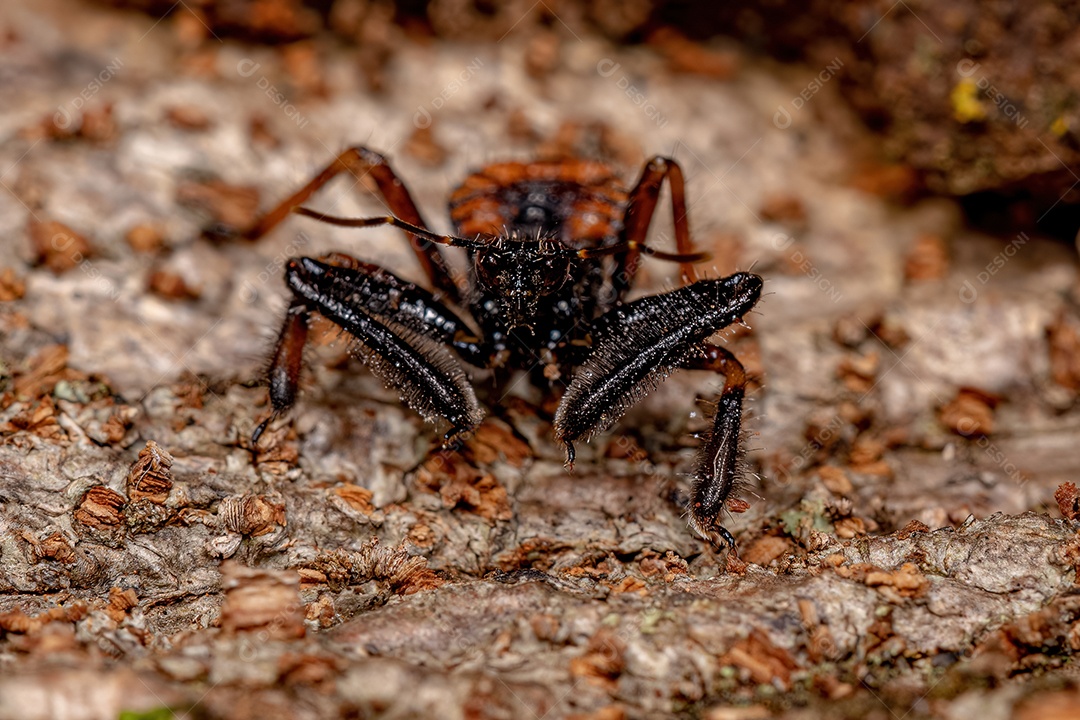 Abelha Inseto Assassino Ninfa do Gênero Apiomerus
