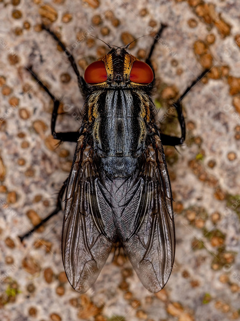 Mosca de carne adulta da família Sarcophagidae