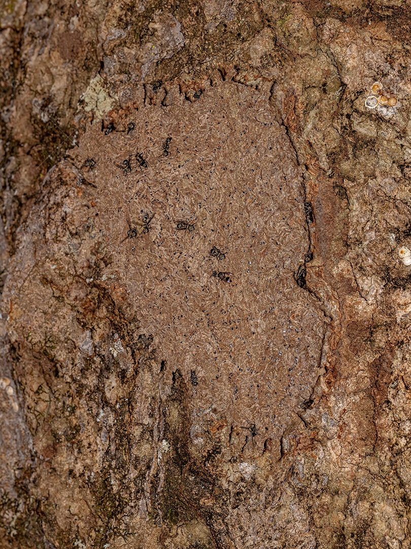 Ninho de Vespas de Papel do Gênero Metapolybia