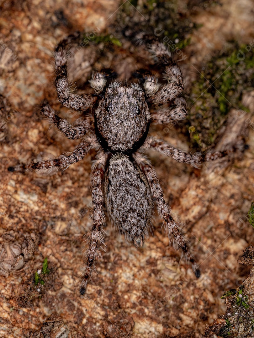 Aranha saltadora masculina adulta da espécie Platycryptus magnus em um tronco de árvore com foco seletivo