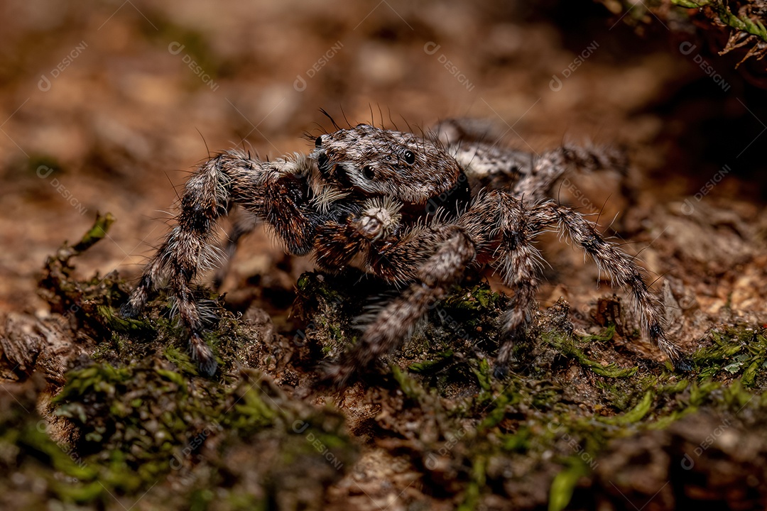 Aranha saltadora masculina adulta da espécie Platycryptus magnus em um tronco de árvore com foco seletivo