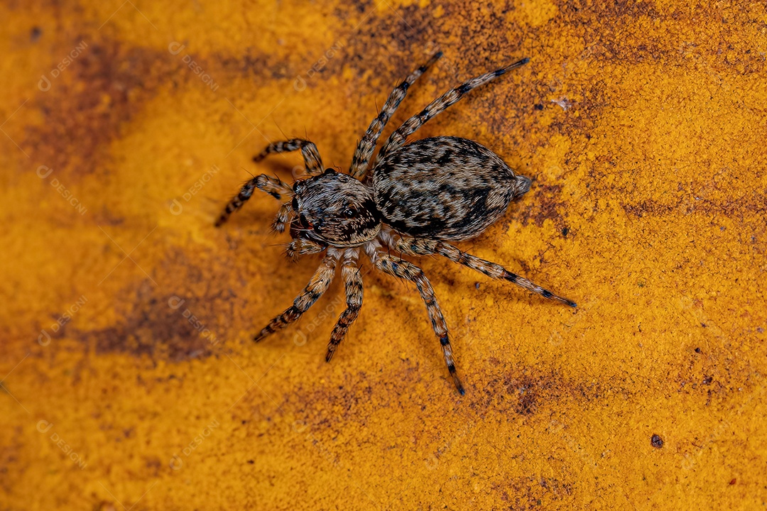 Pequena aranha saltadora da tribo Euophryini