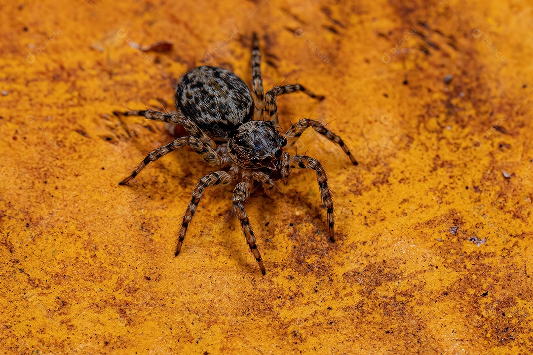 Pequena aranha saltadora da tribo Euophryini