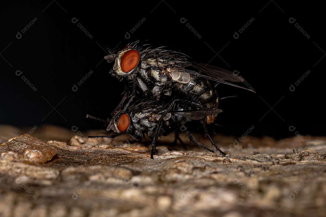 Acasalamento de moscas de carne adultas da família Sarcophagidae