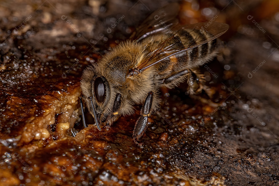 Abelha Ocidental Fêmea adulta da espécie Apis mellifera comendo tronco de árvore angiosperma