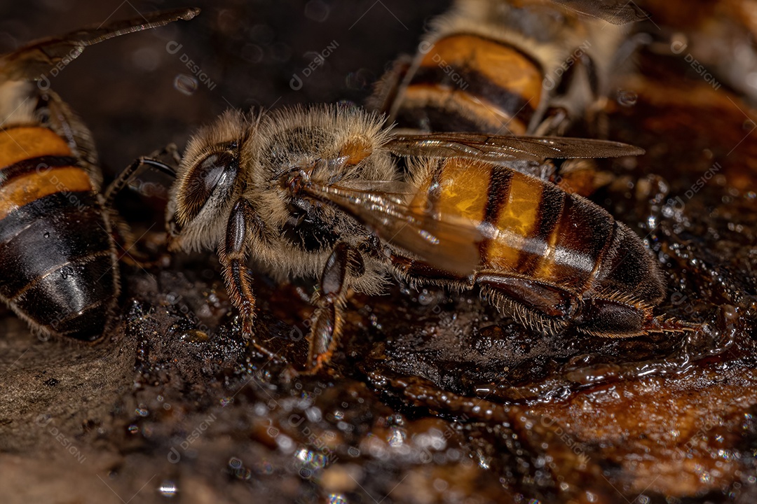 Abelha Ocidental Fêmea adulta da espécie Apis mellifera comendo tronco de árvore angiosperma