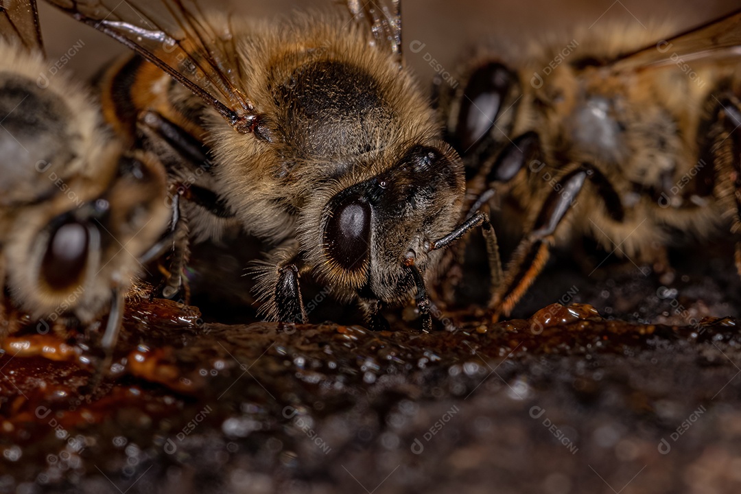 Abelha Ocidental Fêmea adulta da espécie Apis mellifera comendo tronco de árvore angiosperma