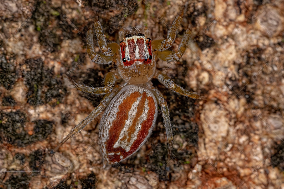 Aranha saltadora adulta do gênero Asaracus