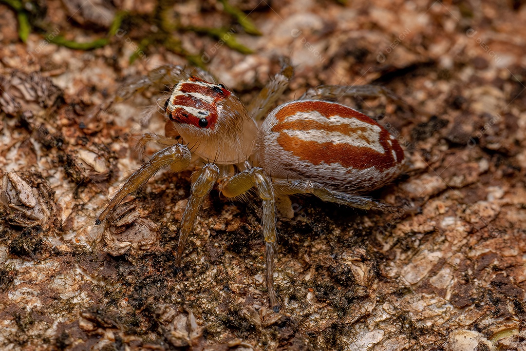 Aranha saltadora adulta do gênero Asaracus