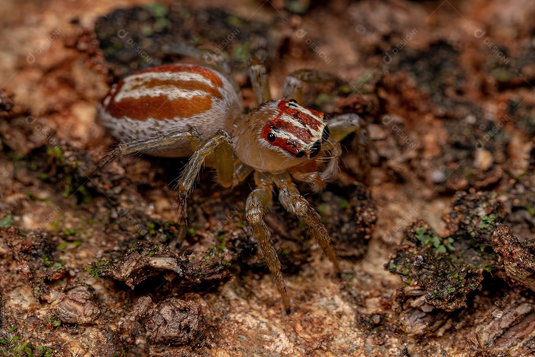 Aranha saltadora adulta do gênero Asaracus