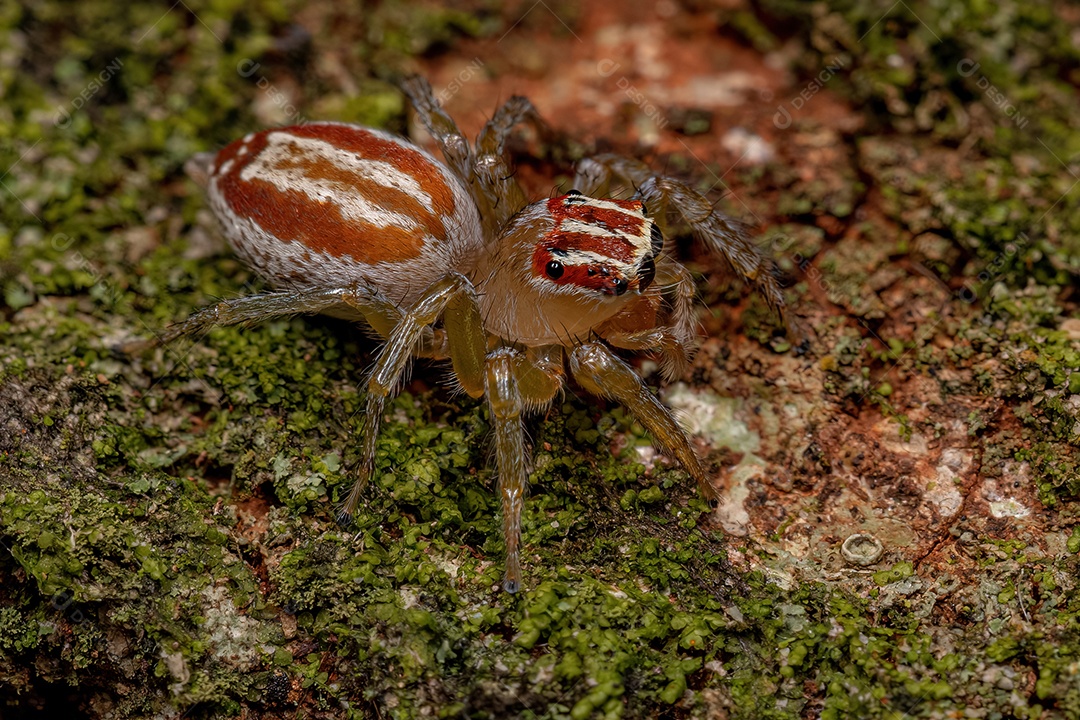 Aranha saltadora adulta do gênero Asaracus