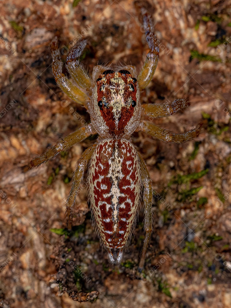 Aranha saltadora adulta do gênero Asaracus