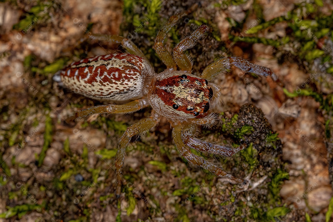 Aranha saltadora adulta do gênero Asaracus