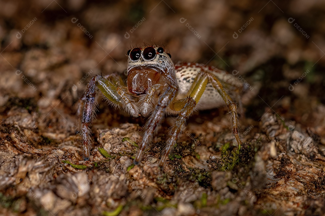 Aranha saltadora adulta do gênero Asaracus