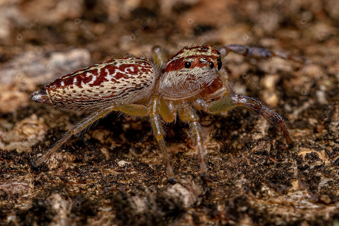 Aranha saltadora adulta do gênero Asaracus