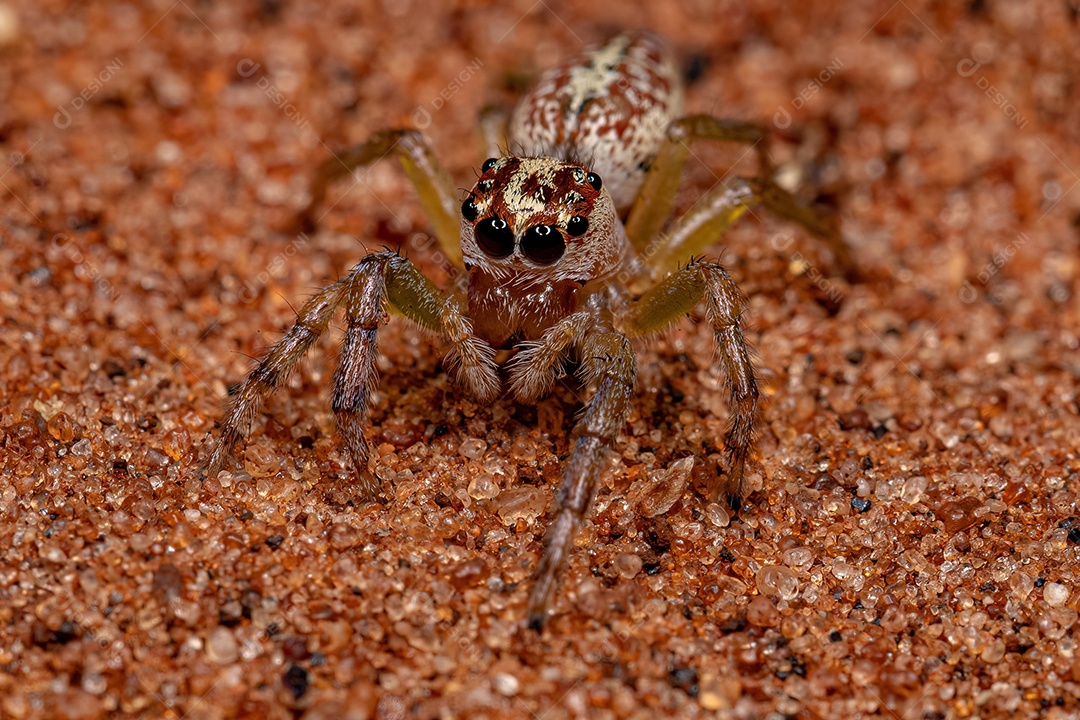 Aranha saltadora adulta do gênero Asaracus