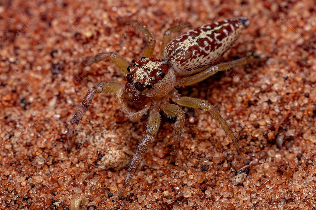 Aranha saltadora adulta do gênero Asaracus