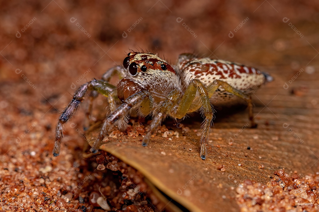 Aranha saltadora adulta do gênero Asaracus