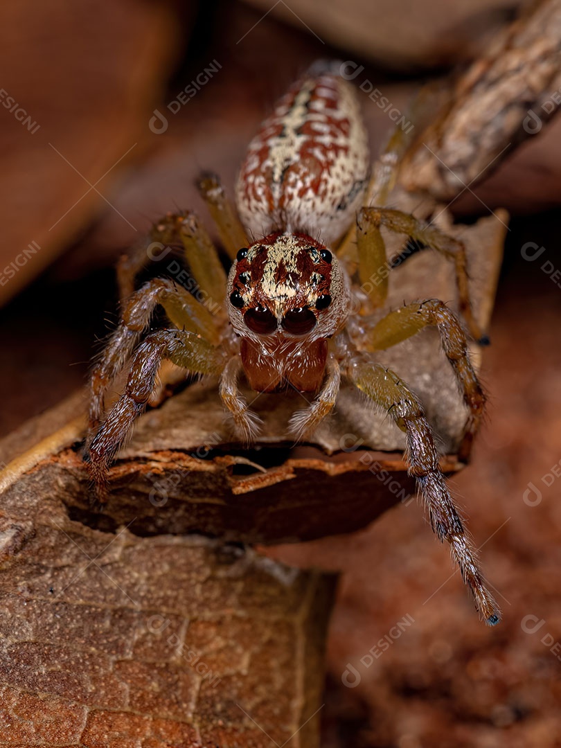 Aranha saltadora adulta do gênero Asaracus