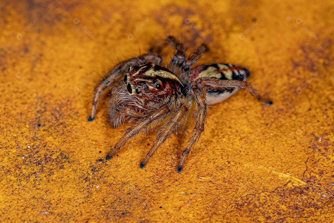Aranha saltadora fêmea adulta do gênero Frigga
