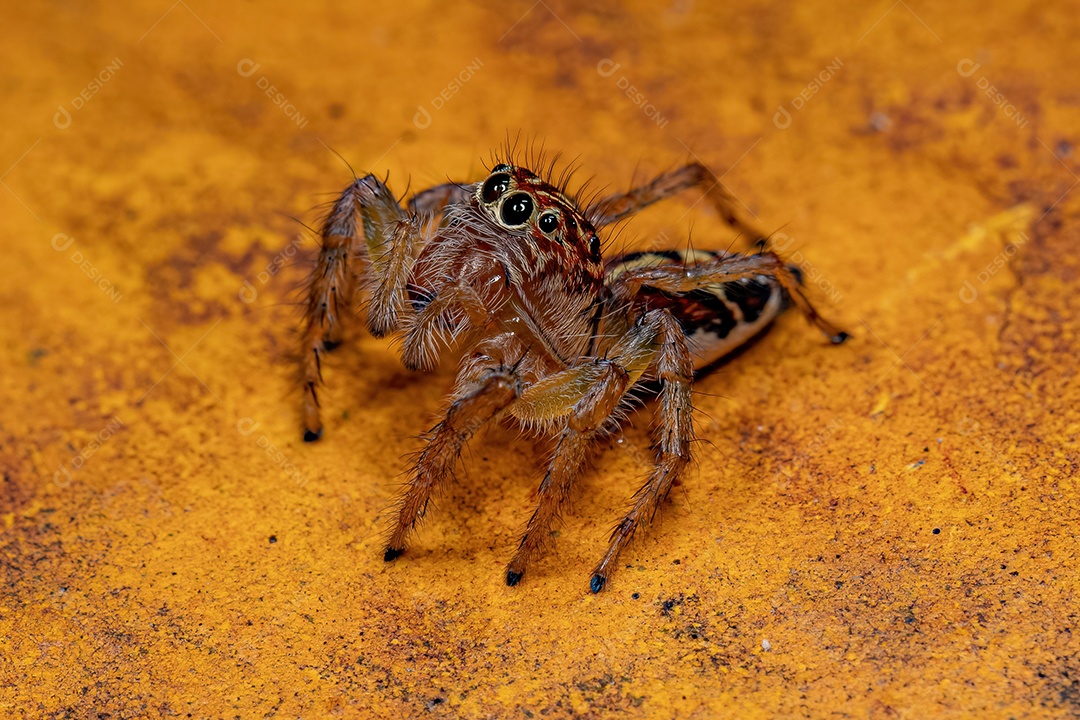 Aranha saltadora fêmea adulta do gênero Frigga