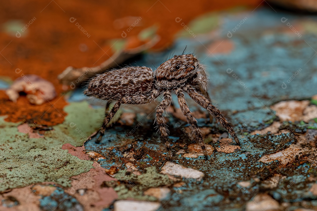 Pequena Aranha Saltadora da Subtribo Freyina