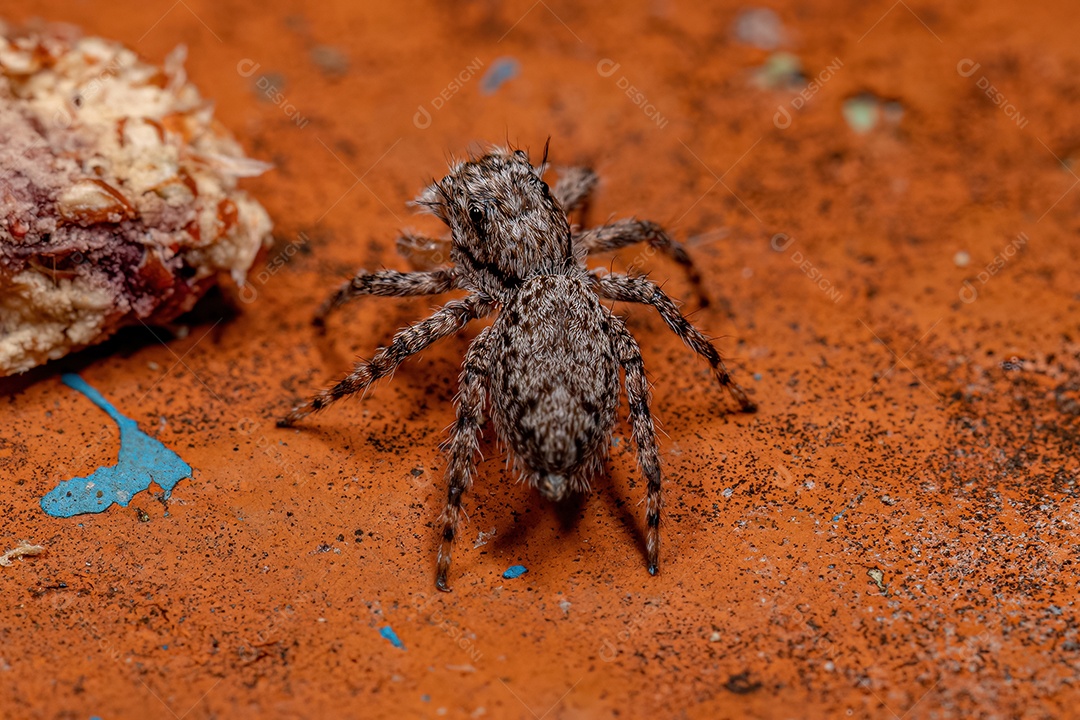 Pequena aranha saltadora fêmea da espécie Platycryptus magnus em um tronco de árvore com foco seletivo