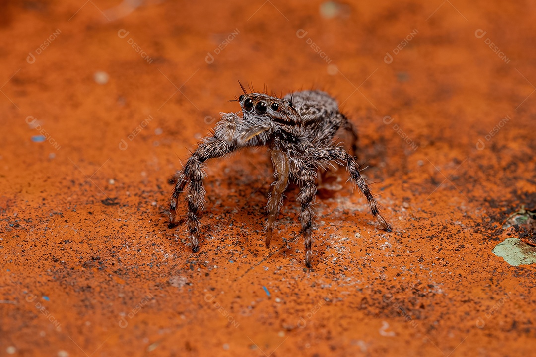 Pequena aranha saltadora fêmea da espécie Platycryptus magnus em um tronco de árvore com foco seletivo