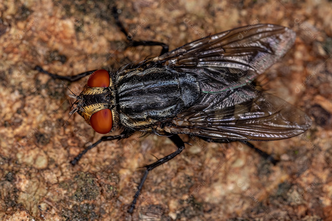 Mosca de carne adulta da família Sarcophagidae