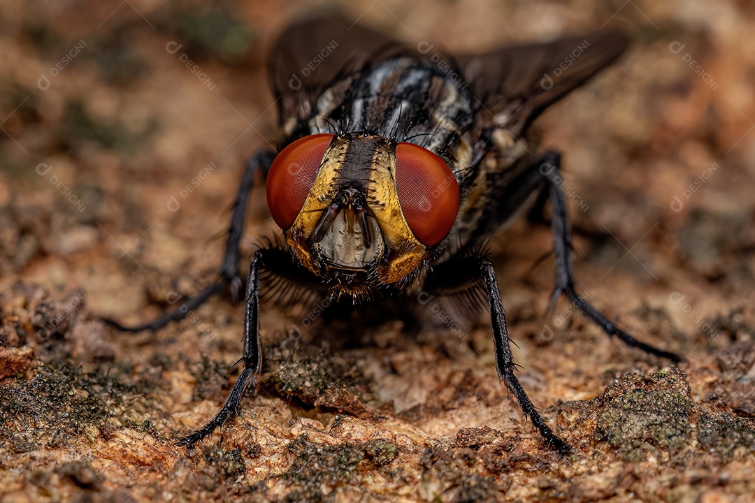 Mosca minadora da folha adulta da família Agromyzidae