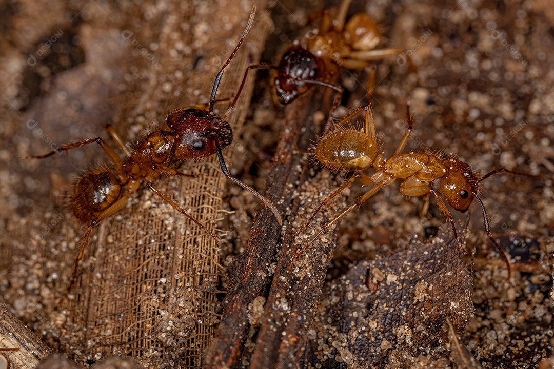 Formiga carpinteira fêmea adulta do gênero Camponotus