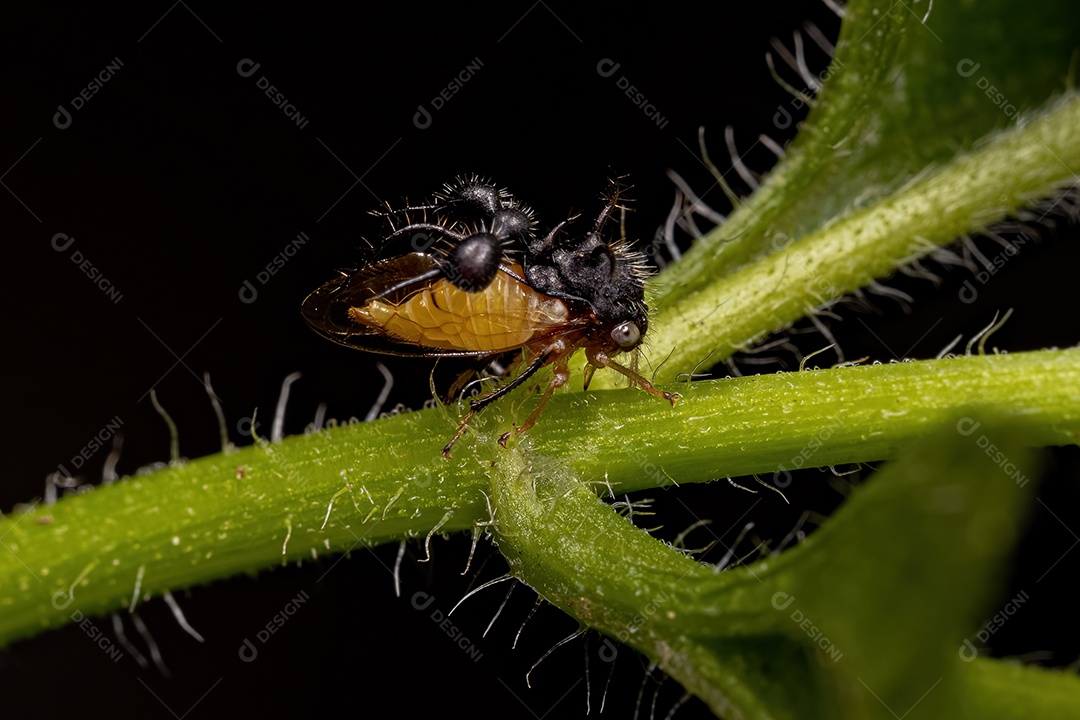 Inseto sobre folhas verde floresta